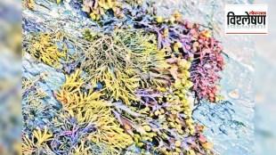 Seaweed imports What is the use of the element What is the benefit of this decision of the central government
