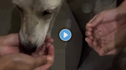 Man Help Streat Dog fed with water in the palm of the hand