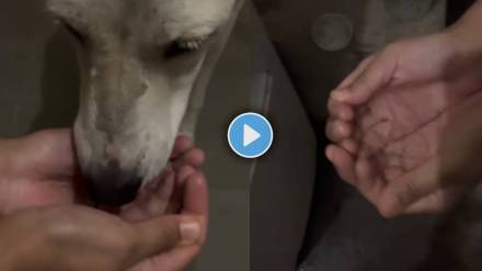 Man Help Streat Dog fed with water in the palm of the hand