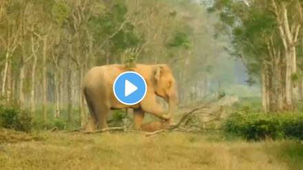 Mother Elephant emotional video elephant dragging the dead body of baby elephant watch video will make your hurt