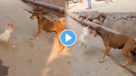 Fight between dog and cock people surprise after result dog scared from this bird watch viral video Fight between dog and cock people surprise after result dog scared from this bird watch viral video