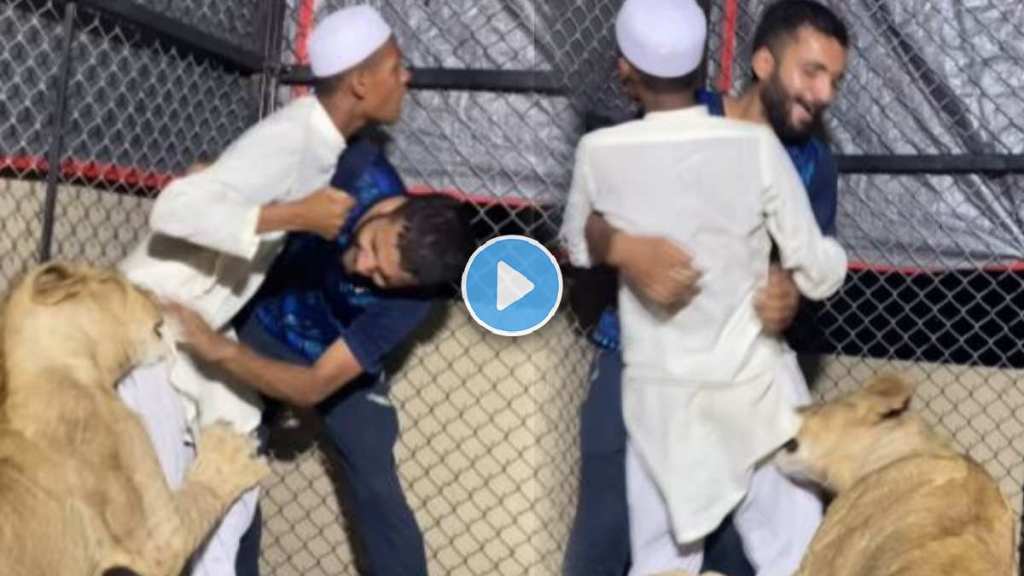 lion viral video lion viral video