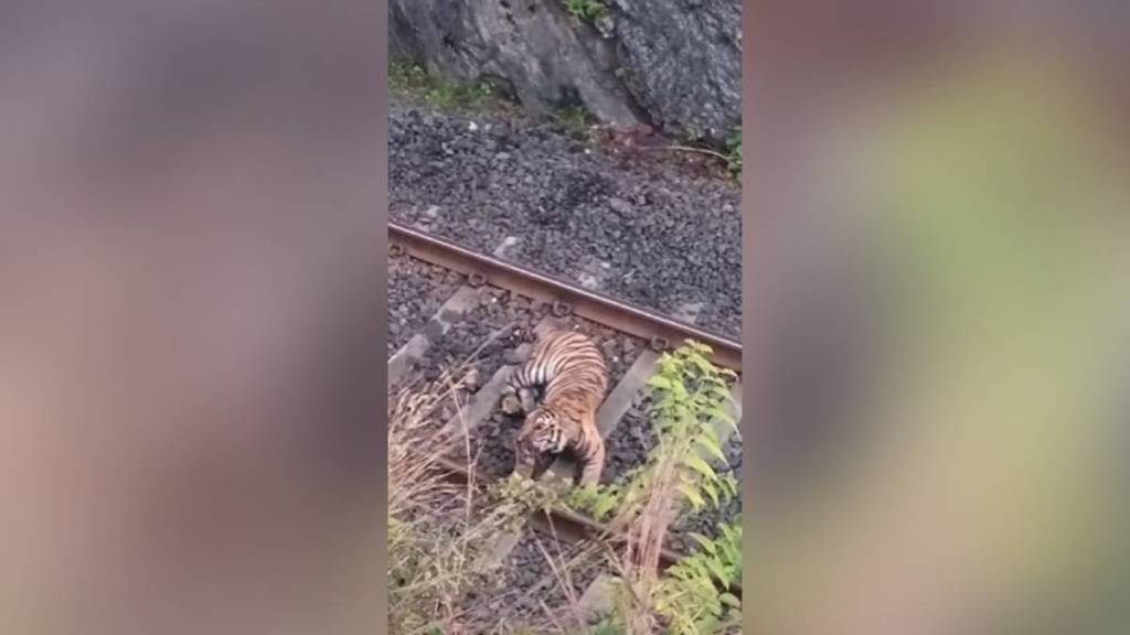 nagpur,tiger,railway, nagpur,tiger,railway,