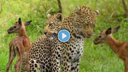 The unique friendship of a leopard and a deer