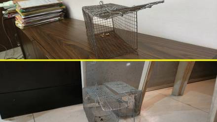 Thane Municipal corporation Rat issue, Thane Municipal corporation, Rat, thane news,
