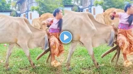 The cow hit the woman The cow hit the woman