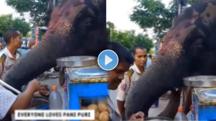 The elephant was eat panipuri The elephant was eat panipuri