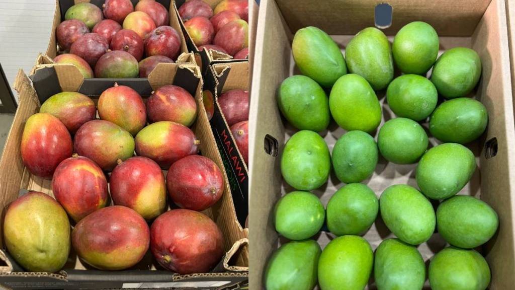 African malawi mangoes African malawi mangoes