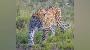 Shahapur Taluka Leopard, Solar Energy Fence,