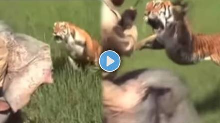 A tiger attacks a person sitting on an elephant