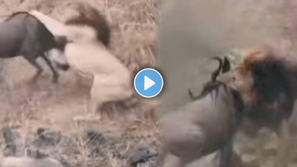 lion and wildebeests Video lion and wildebeests Video