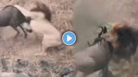 lion and wildebeests Video