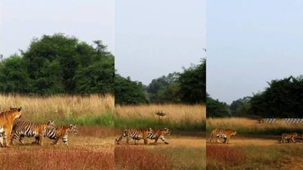 in disciplined manner queen of tadoba little Tara and her cubs on morning excursion