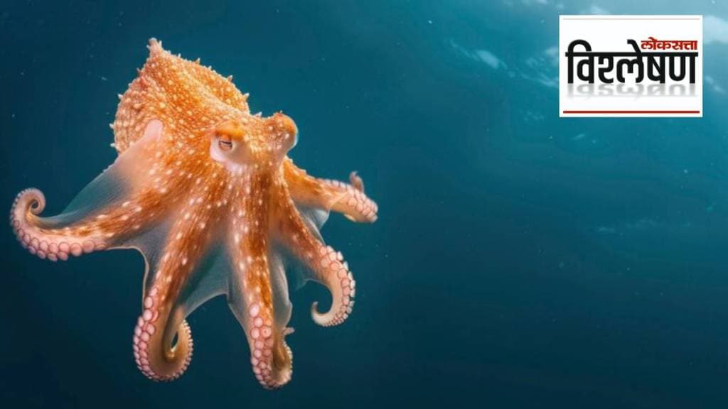 Octopus Have Blue Blood Octopus Have Blue Blood