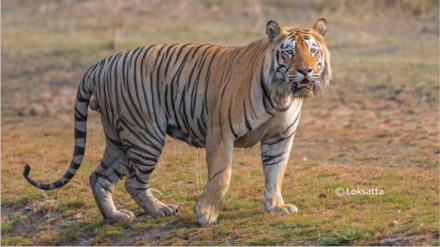tiger attack Chandrapur