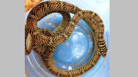 rare ornate flying snake found in Sahyadri