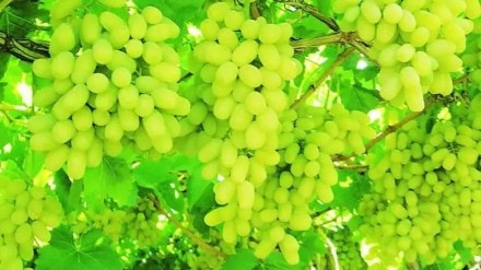 navi Mumbai grape season navi Mumbai grape season