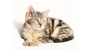 pets cats
