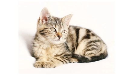 pets cats