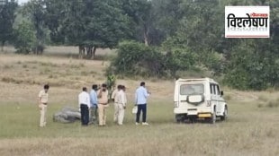 Loksatta explained What is the exact reason behind the death of ten elephants in Bandhavgarh National Park in Madhya Pradesh