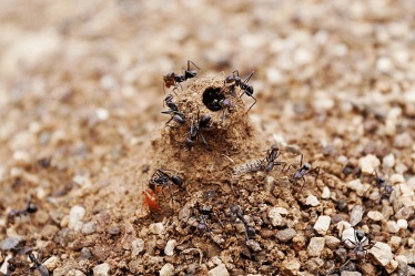 Ant mound holes prevent water from entering the nest during rain.