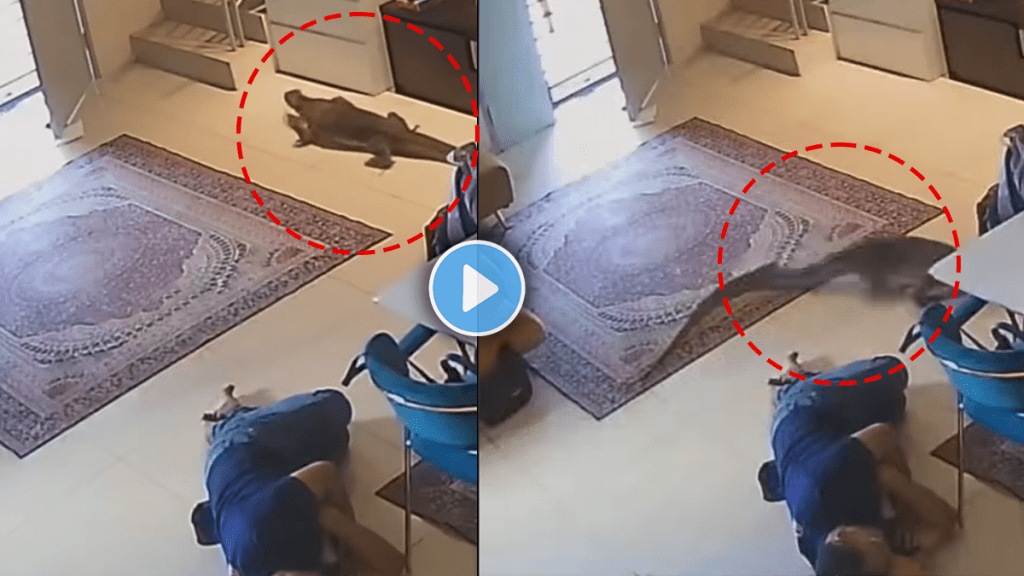 Monitor lizard entered the house while people sleeping video viral on social media Monitor lizard entered the house while people sleeping video viral on social media