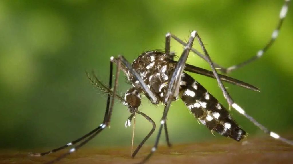 Important research Rashtrasant Tukdoji Maharaj Nagpur University shows that mosquitoes are repelled by yellow light of LED Important research Rashtrasant Tukdoji Maharaj Nagpur University shows that mosquitoes are repelled by yellow light of LED