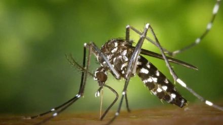 Important research Rashtrasant Tukdoji Maharaj Nagpur University shows that mosquitoes are repelled by yellow light of LED