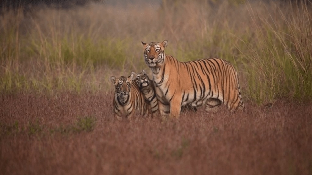 Despite mla Sudhakar Adbales letter tourists are being cheated with high fees in Tadoba Reserve