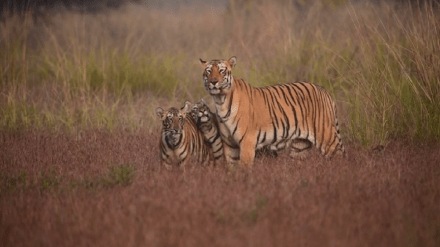 Despite mla Sudhakar Adbales letter tourists are being cheated with high fees in Tadoba Reserve