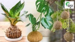 निसर्गलिप : कोकोडेमा तंत्राने घरात फुलवा बाग…
