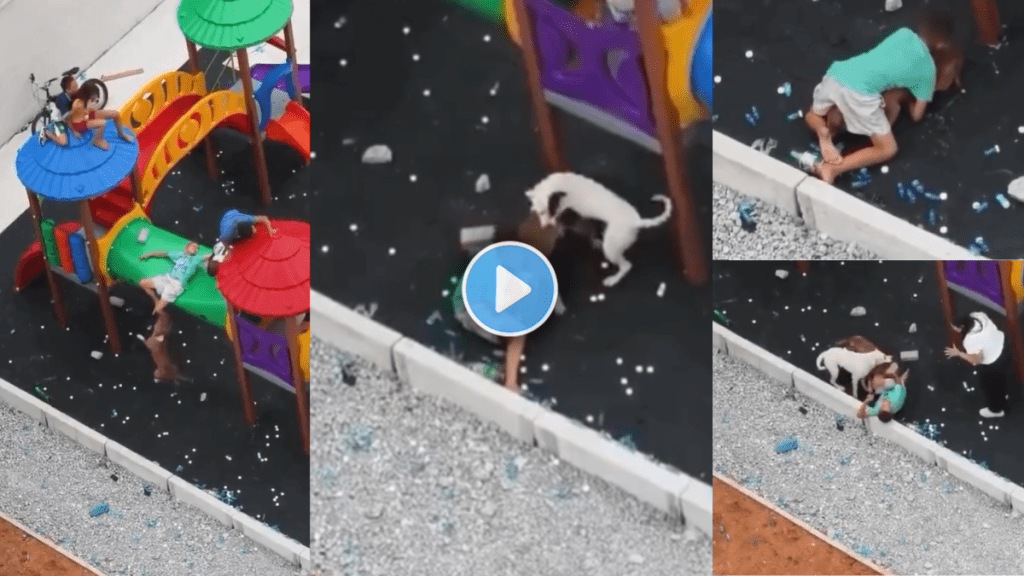 Dogs suddenly attack a toddler playing on the Slider grab his leg in their jaws Heartbreaking video Viral
