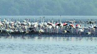 Navi Mumbai city is called the Flamingo City This year arrival of flamingo bired delayed