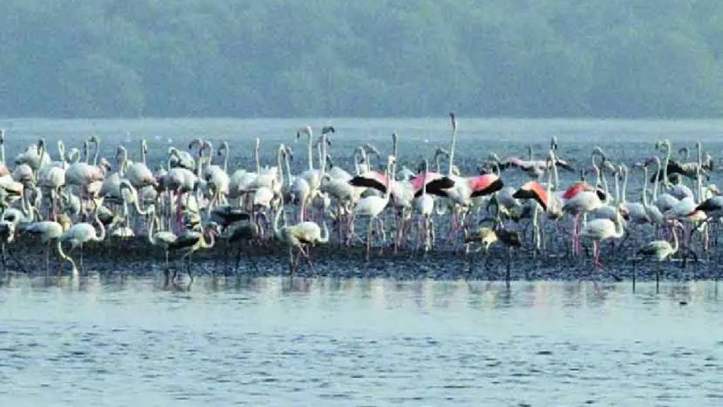 Navi Mumbai city is called the Flamingo City This year arrival of flamingo bired delayed