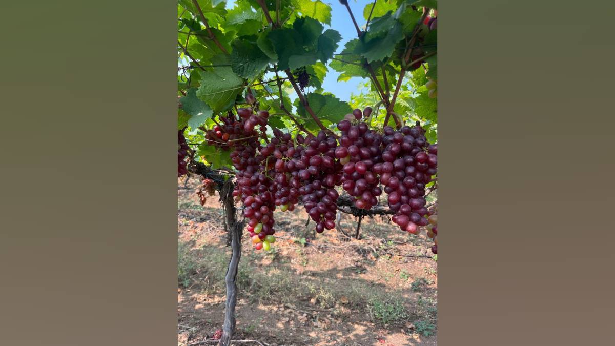 Grape Reduction Pre season grapes fetching prices ranging from Rs 140 to Rs 200 per kg ...