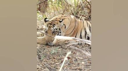 In Khambhadi Koturli village Bhandara district sighting of tiger in broad daylight has created excitement among the villagers