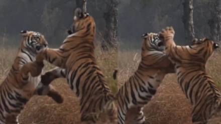 Local villagers experienced thrill fight between two tigers in Wasada Makta area