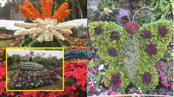 निसर्गलिपी : प्रदर्शनांचे दिवस