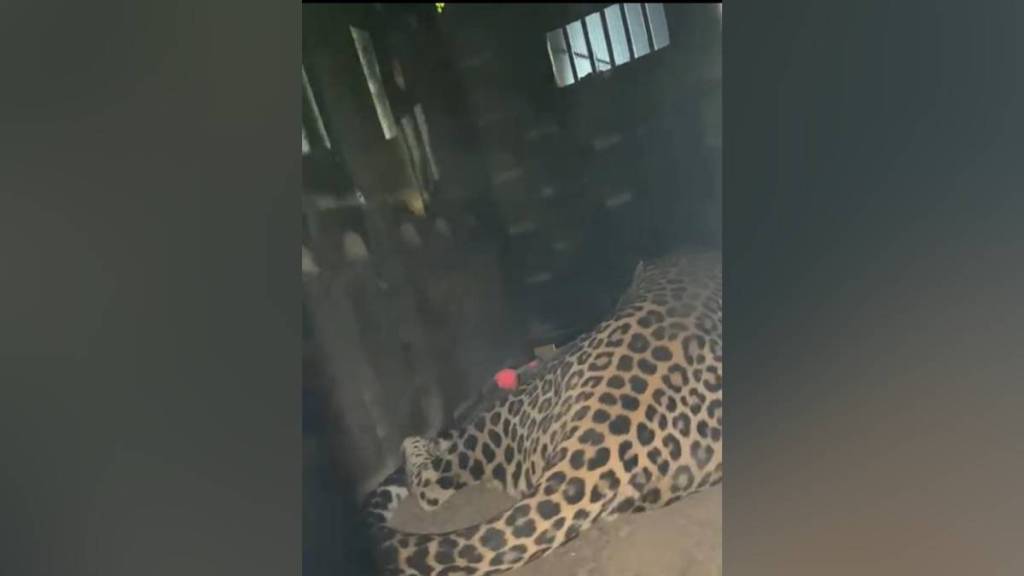 Leopard, Bhiwandi, godown area in Bhiwandi,