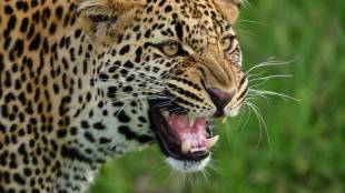 satyajeet tambe, leopard Number, Nagpur Winter Session, satyajeet tambe Nagpur Winter Session, leopard, satyajeet tambe latest news,