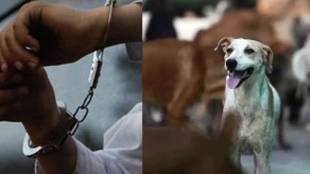 Hanumangargh Betting On Dog Fight News