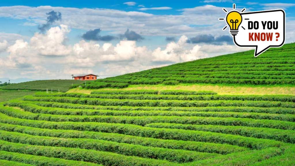 Tea City of India Tea City of India