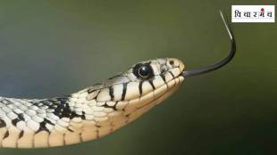 karad patan Child dies of snakebite
