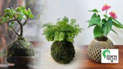 निसर्गलिपी : कमी खर्चात, जागेत सजणारं कोकोडेमा