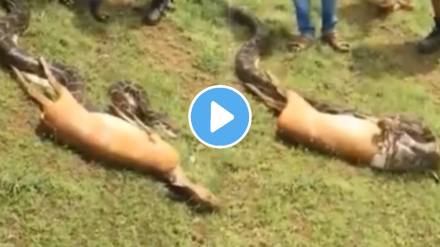 Python Eating Deer In 12 Second Omg Video Viral Shocking video