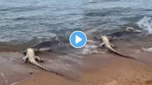 Shocking video Shark attacks crocodile carcass australia terrifying scene video goes viral on social