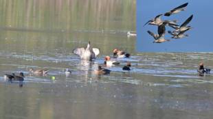 Migratory birds started arriving in Gondia district due to increasing cold in European countries