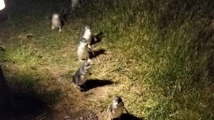 penguin parade on phillip island in australia
