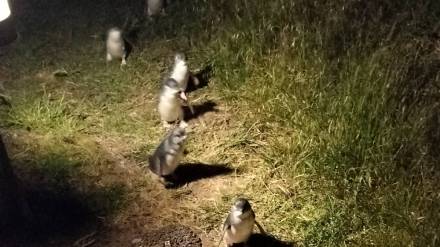 penguin parade on phillip island in australia