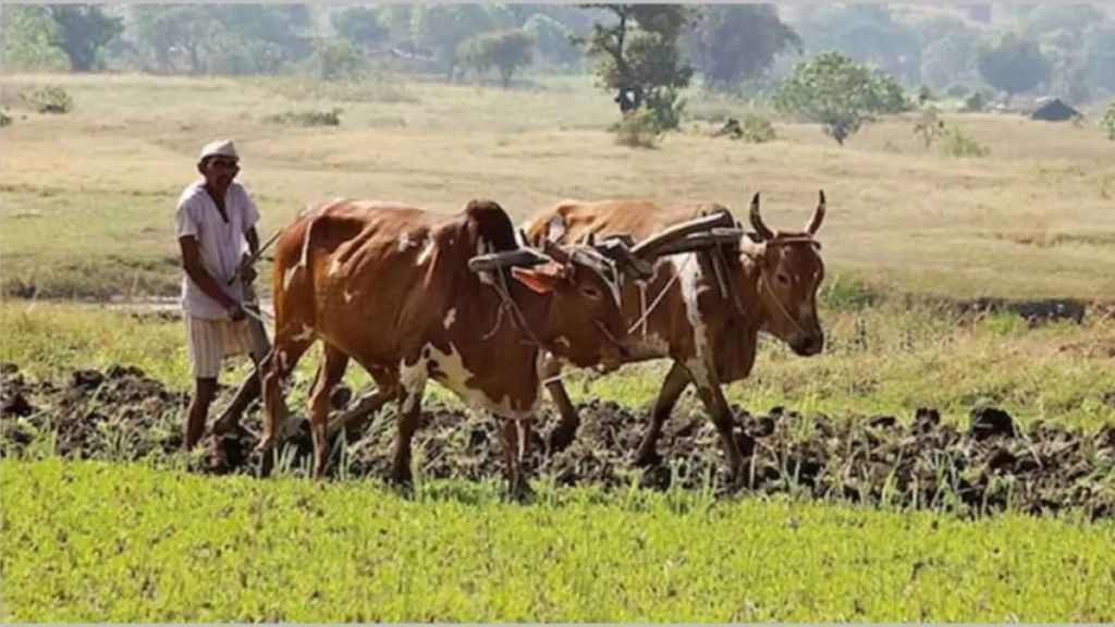 This year, Rabi is expected to be planted on a record area